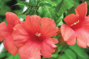 Campsis 'Flamenco'